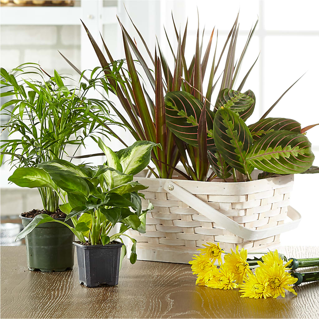 Florist Designed Blooming and Green Plants in a Basket – Moda Flowers, Guaynabo PR