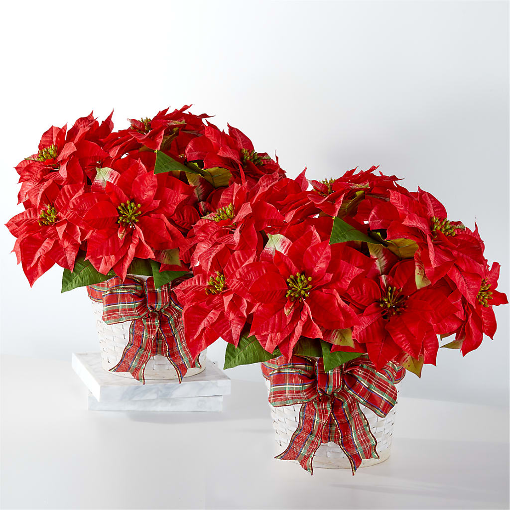 Happiest Holidays Poinsettia Bundle – Moda Flowers, Guaynabo PR