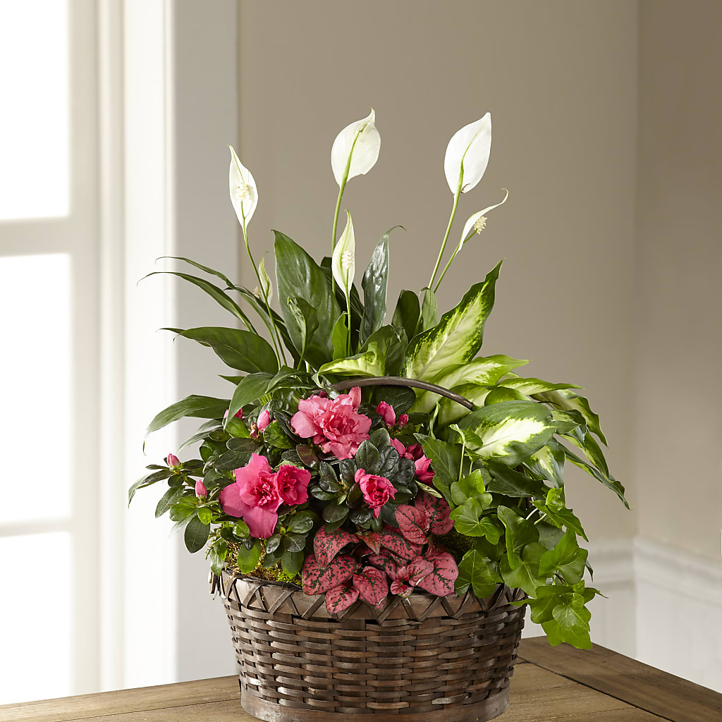 Dream in Pink Dishgarden – Moda Flowers, Guaynabo PR