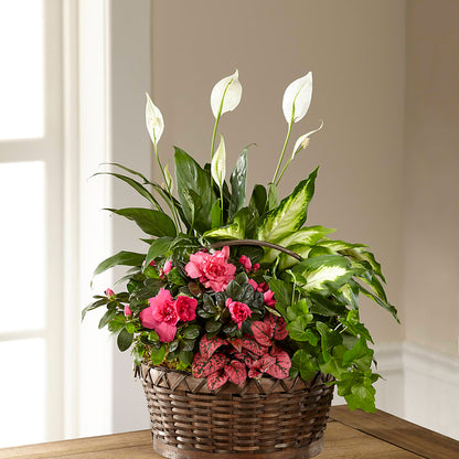 Dream in Pink Dishgarden –  Moda Flowers, Guaynabo PR