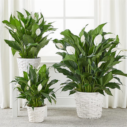 A New Leaf Peace Lily –  Moda Flowers, Guaynabo PR